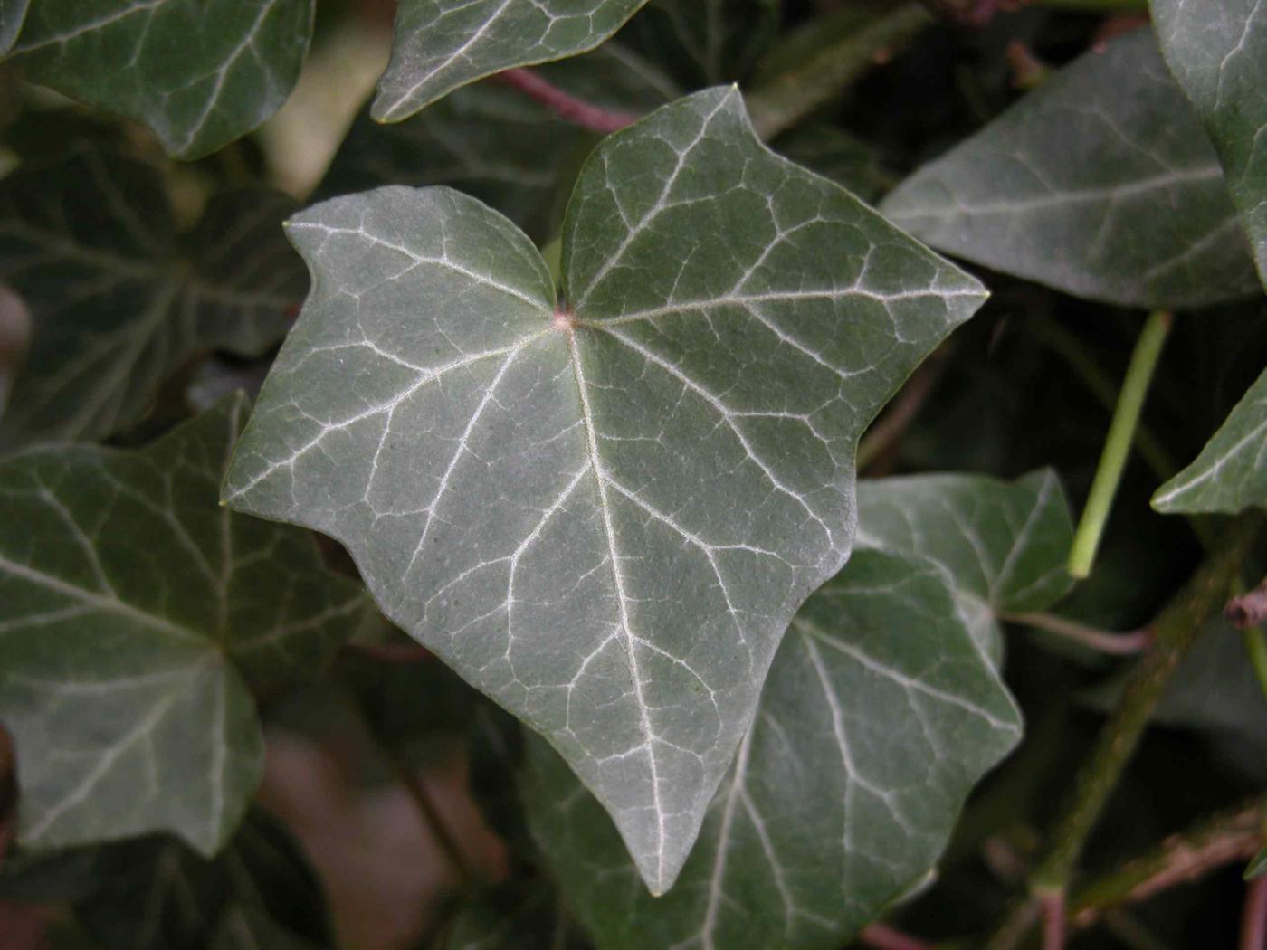 Ivy leaf